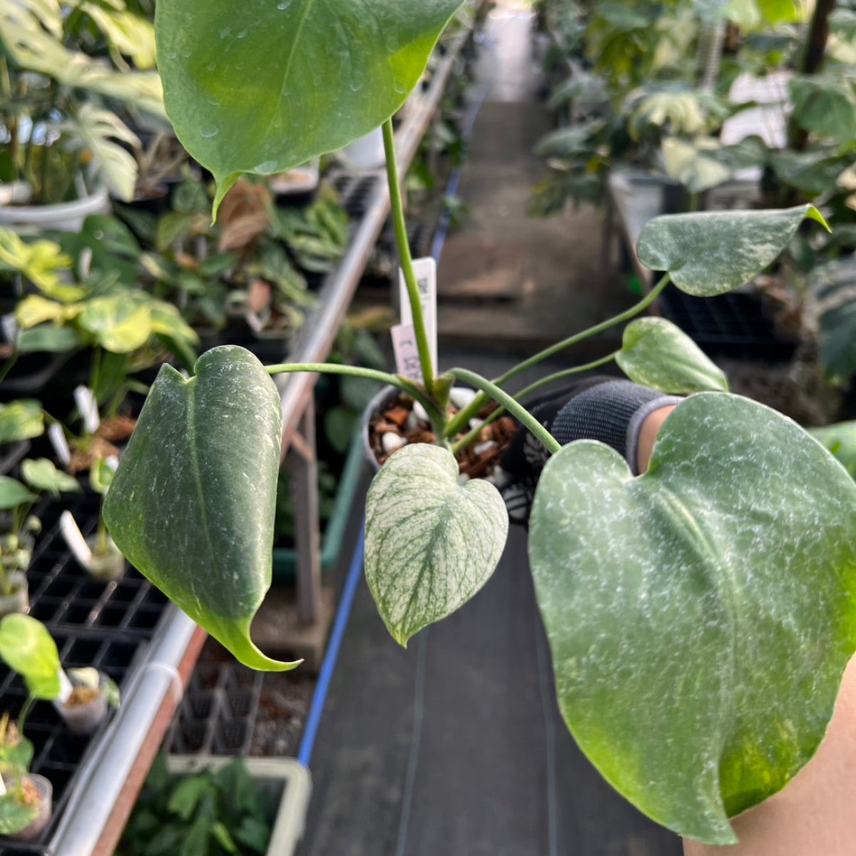 50%OFF【選抜株】モンステラ・デリシオーサ 'ホワイトモンスター' 3.5号サイズ