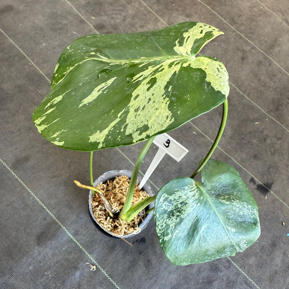 【ウィンターセール】モンステラ・デリシオーサ 'ベトシオーサ'