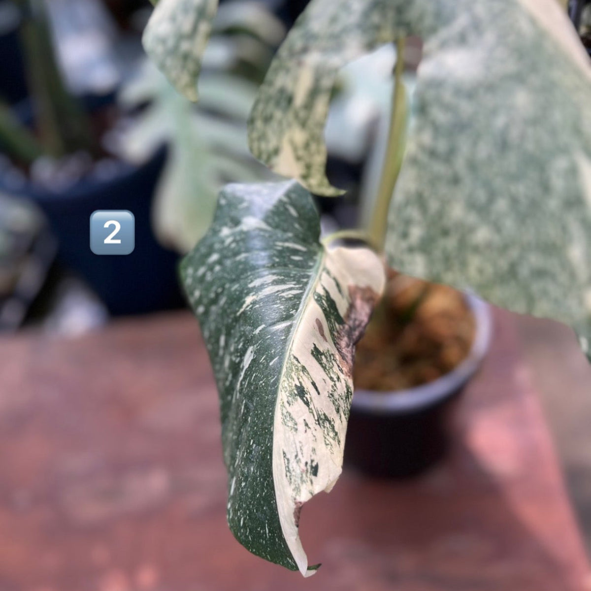 【希少】モンステラ・デリシオーサ　'タイコンステレーション【スターライト】'