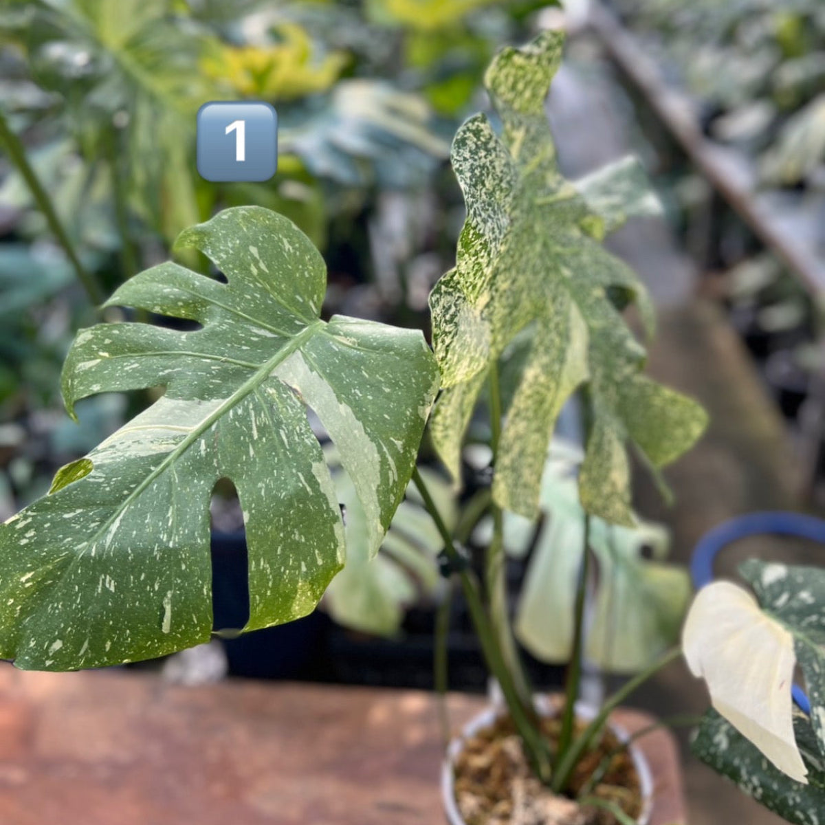 希少】モンステラ・デリシオーサ 'タイコンステレーション【スター