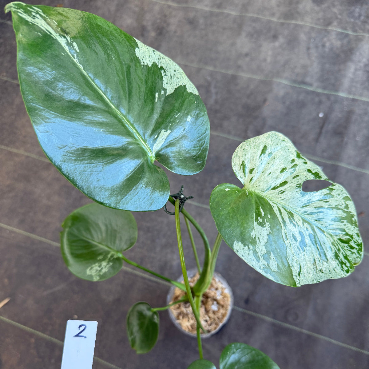 【厳選2株追加】モンステラ・デリシオーサ 'ベトシオーサ'