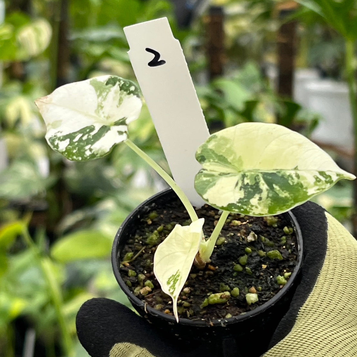 セール】アロカシア・レギヌラ 'ブラックベルベット' ピンク斑入り 3号