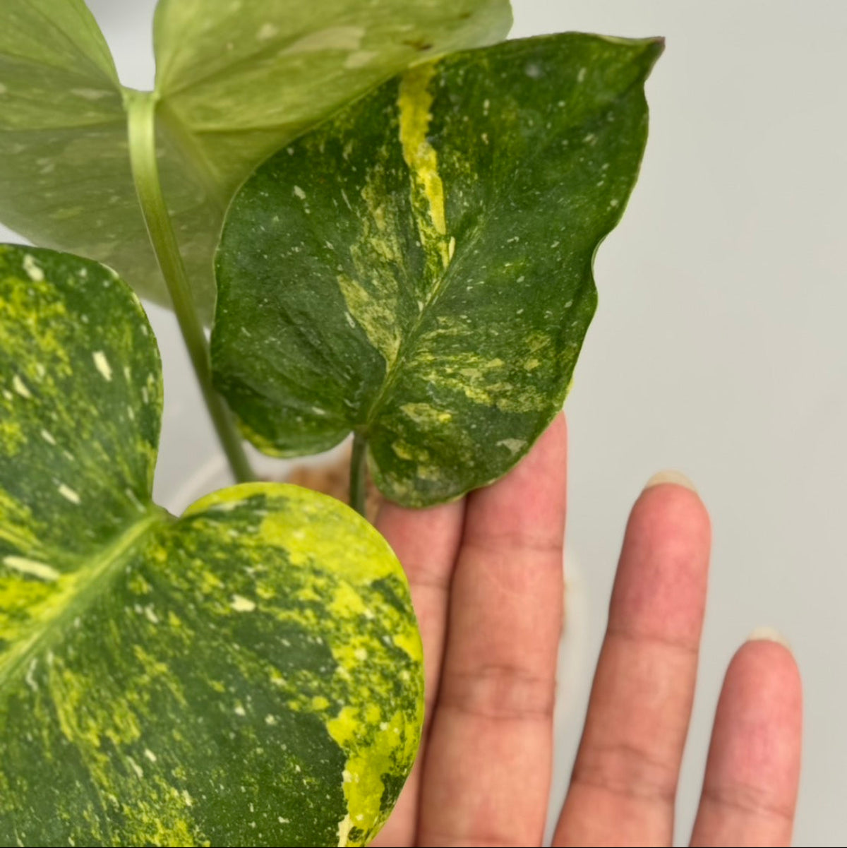 【タイナーセリー直売】モンステラ  デリシオーサ　'ミラクル'トップカット【送料着払い】【159】