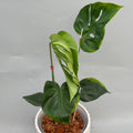 【予約販売9-13】モンステラ　デリシオーサ　'ポセイドン'