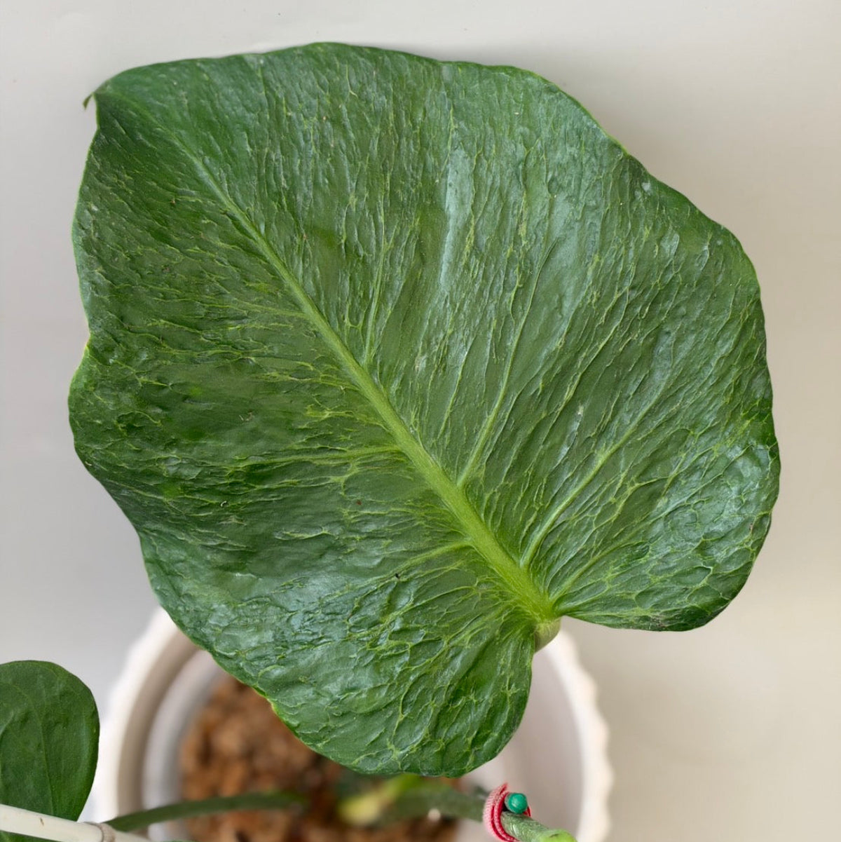 全植物一覧 – RARE PLANTS JAPAN (レアプランツジャパン)