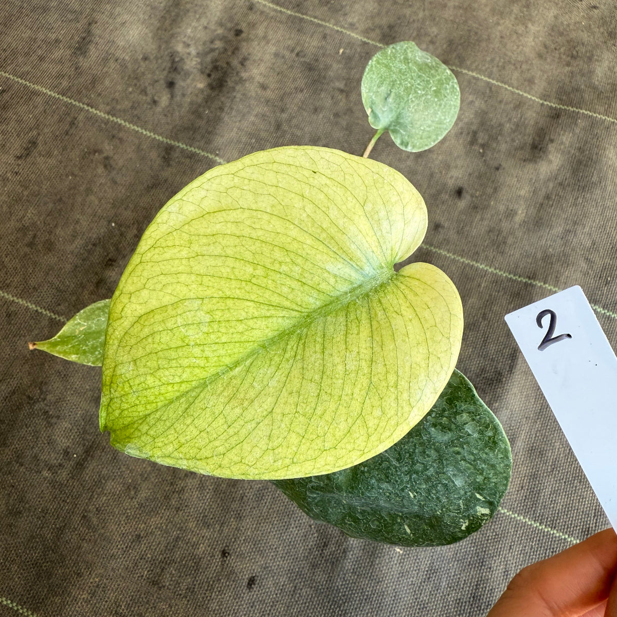 スペシャルセール【選抜】モンステラ　デリシオーサ 'ホワイトモンスター' 3.5号