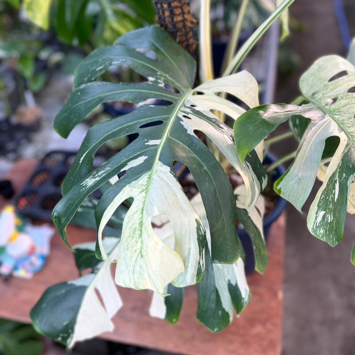 【コレクション】モンステラ  デリシオーサ　'ミント ブラジリアンフォーム'