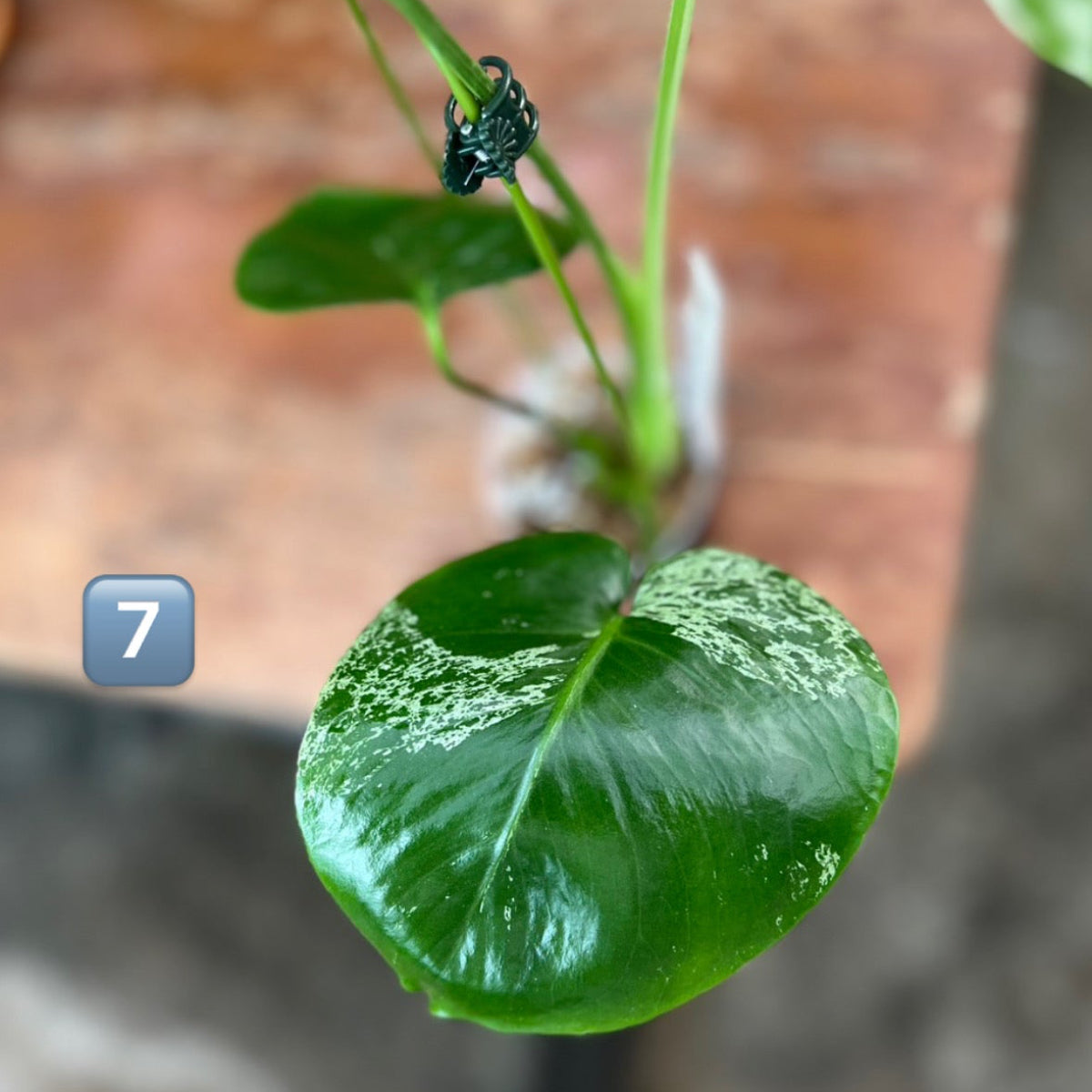 【ウィンターセール】モンステラ・デリシオーサ 'ベトシオーサ'