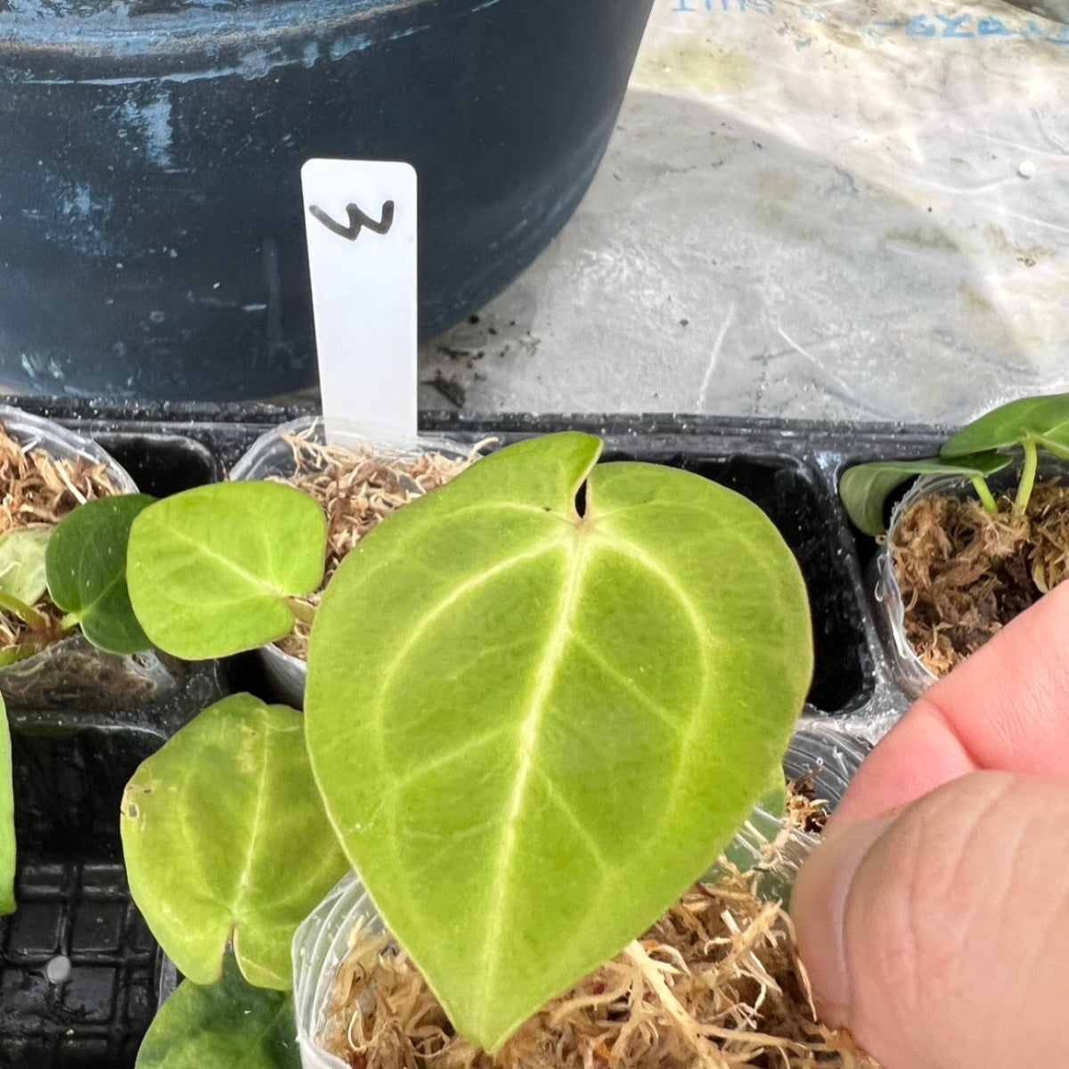 アンスリウム Anthurium papillilaminum ‘Guna Yala’