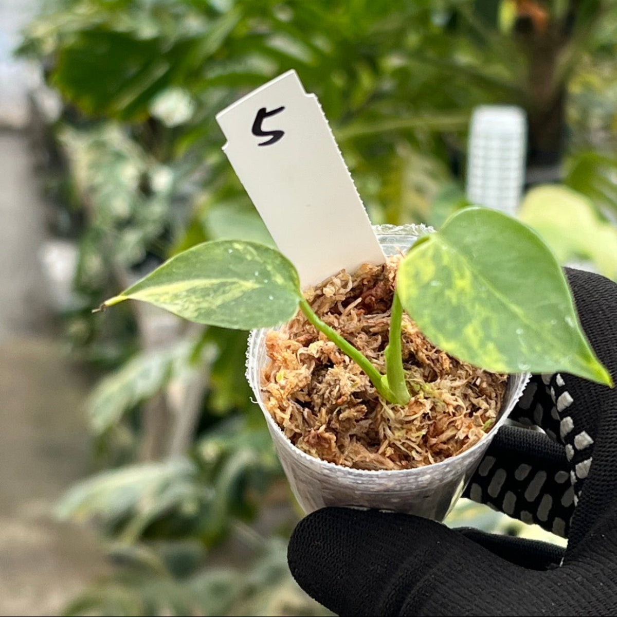 モンステラ・デリシオーサ 'イエローマリリン' 2号 – RARE PLANTS