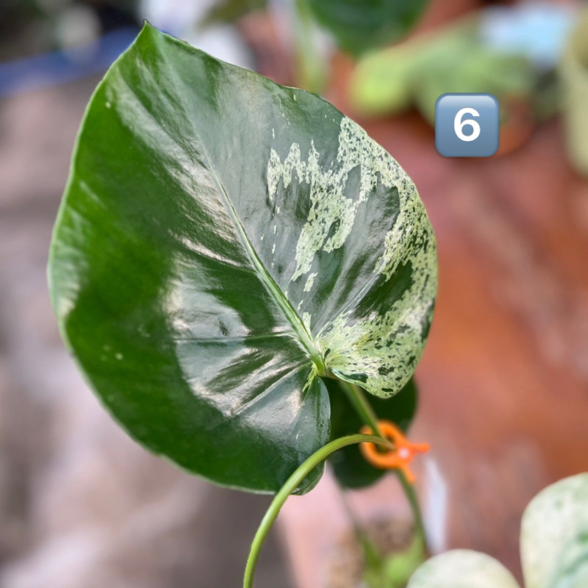 【ウィンターセール】モンステラ・デリシオーサ 'ベトシオーサ'