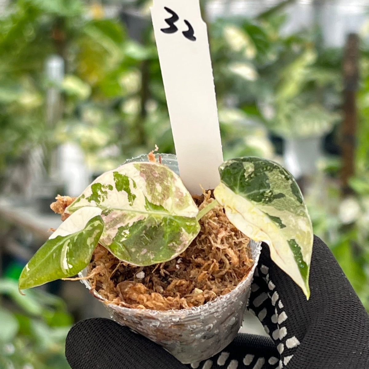 【追加セール】アロカシア・レギヌラ  'ブラックベルベット'  ピンク斑入り　2号サイズ