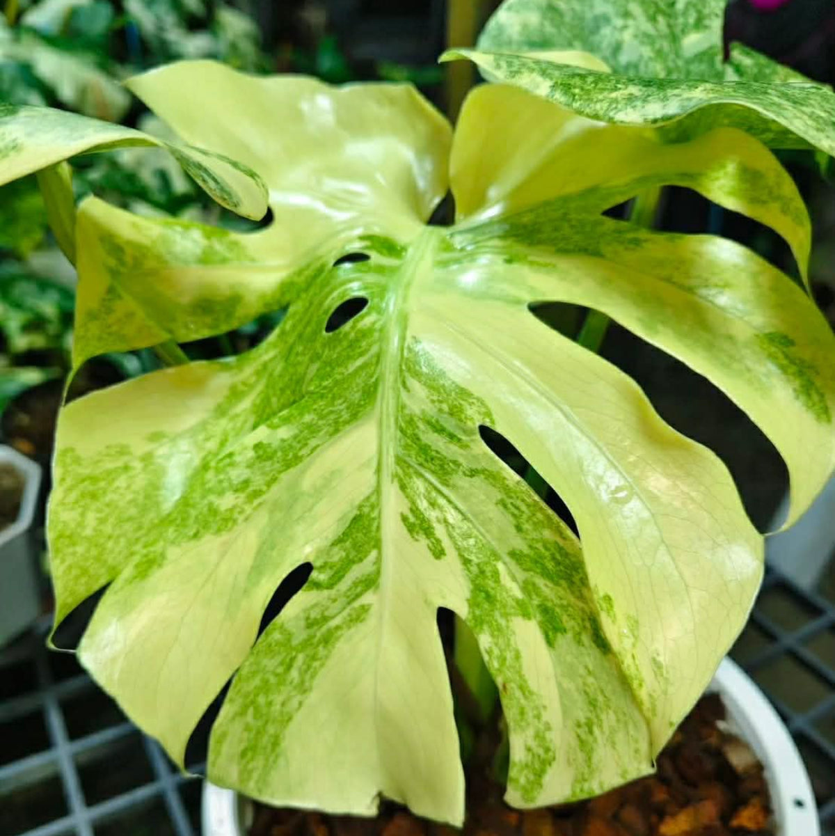 【Live販売】 39番　モンステラ・デリシオーサ 'グリーンスノー'