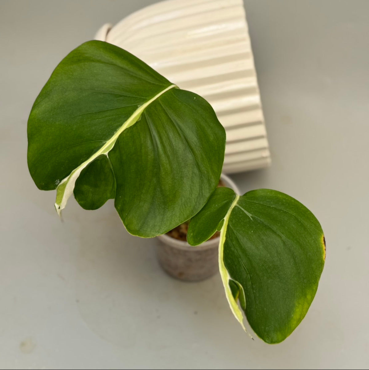全植物一覧 – RARE PLANTS JAPAN (レアプランツジャパン)