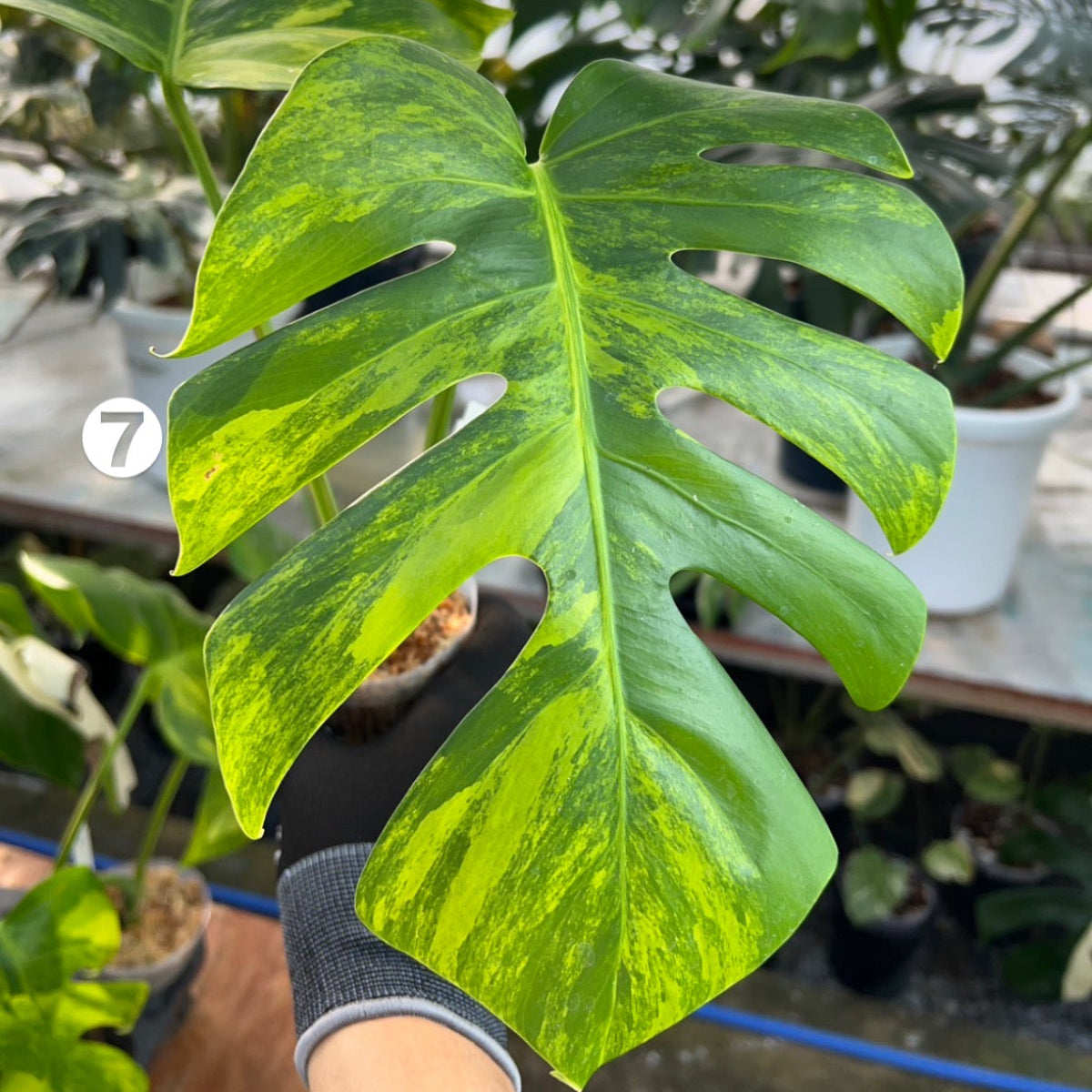 【選抜】モンステラ・デリシオーサ var. ボルシギア 'オーレア'