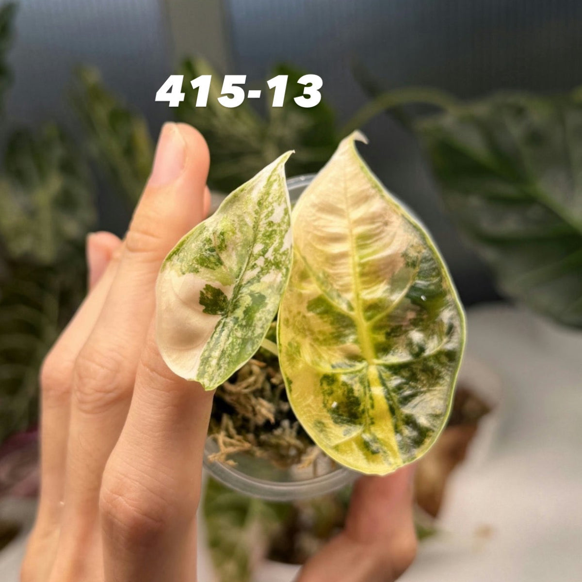 観葉植物 (*@様 希少 アロカシア アズラニー オーレア