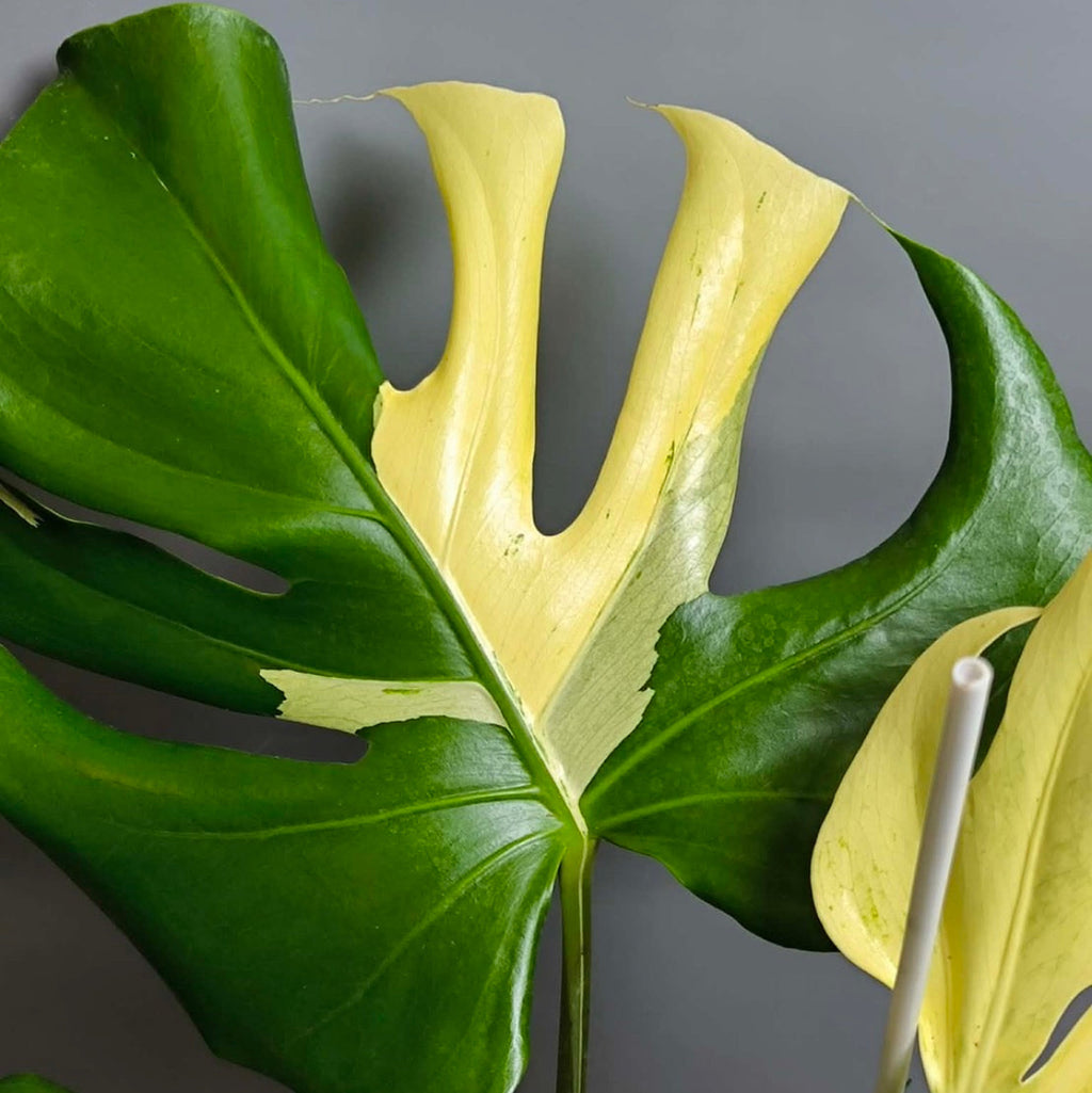 【タイナーセリー直売】モンステラ  デリシオーサ　'ホワイトティア'【送料着払い】【340】