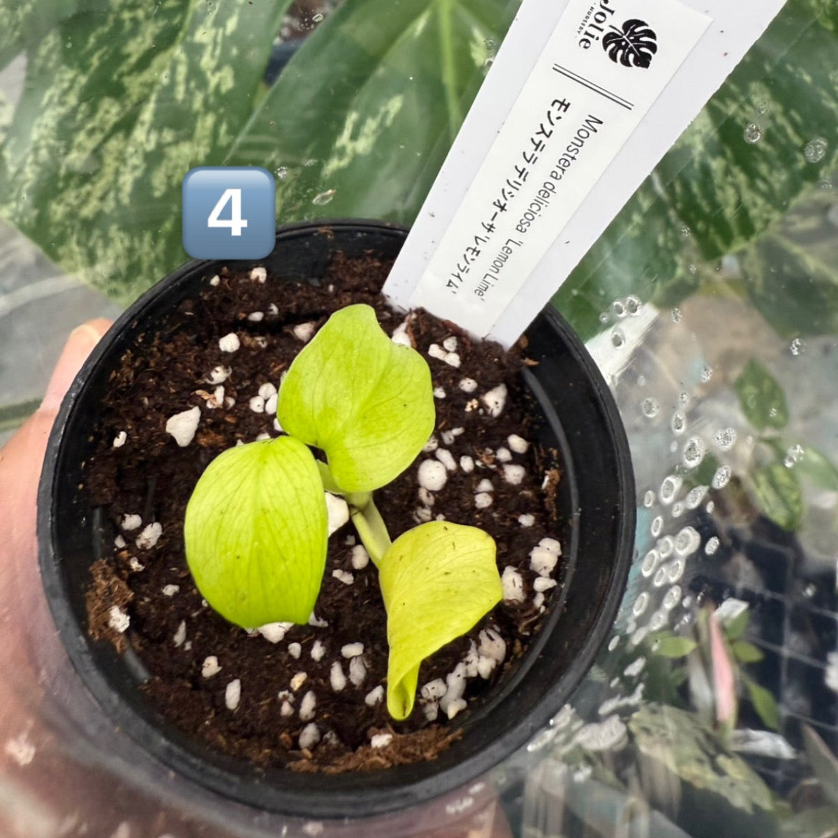 60%OFF【希少/選抜】モンステラ　デリシオーサ 'レモンライム'