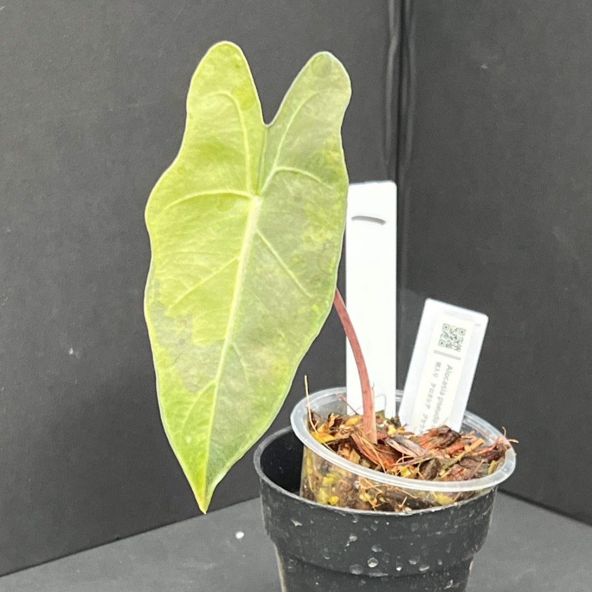 希少　アロカシア　サンデリアナ　オーレア　美株　鉢ごとメルカリ便　斑入り② 希少 アロカシア サンデリアナ オーレア 美株 鉢ごとメルカリ便 斑入り