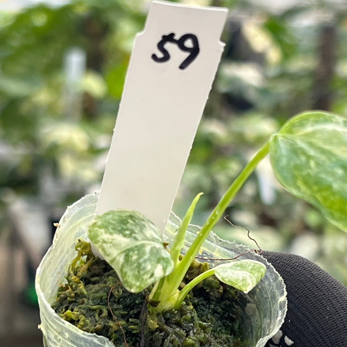 【シロウト園芸選抜株/2号サイズ】モンステラ・デリシオーサ　'タイコンステレーション'