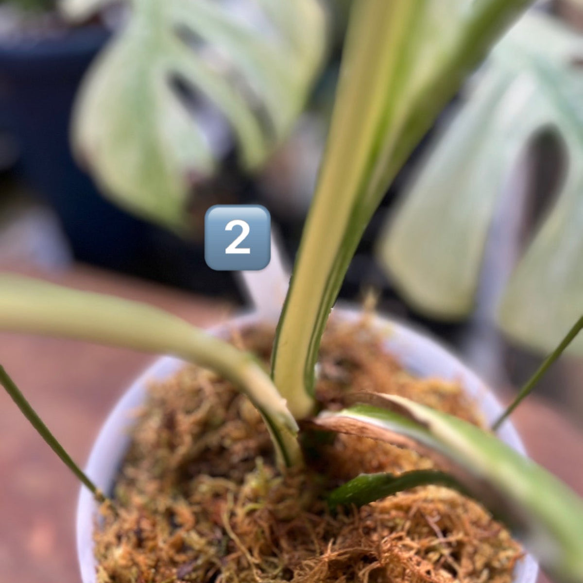 【希少】モンステラ・デリシオーサ　'タイコンステレーション【スターライト】'