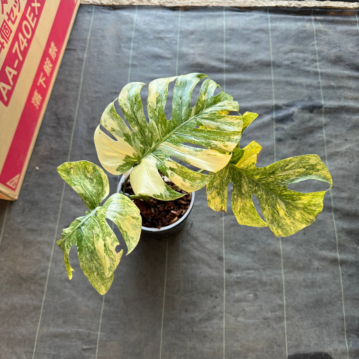 希少】モンステラ デリシオーサ 'レガシー' カット苗 発根確認済