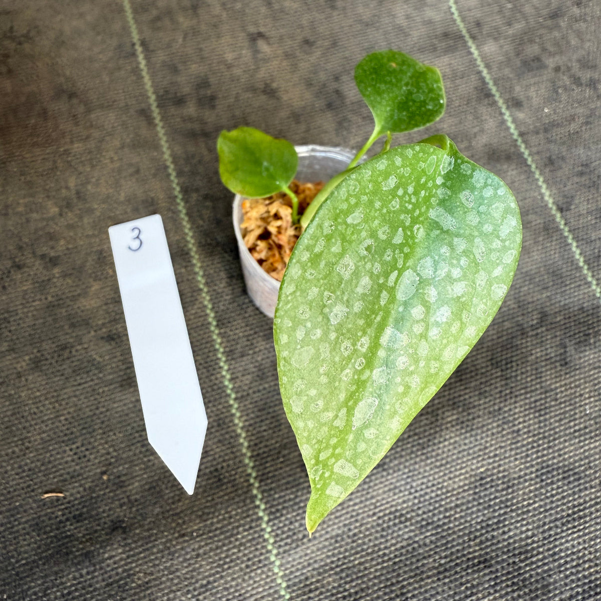 【希少/再入荷】モンステラ・デリシオーサ var.シエラナ 2号サイズ