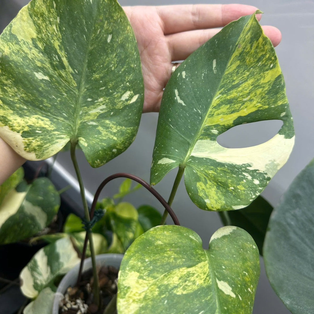 全植物一覧 – RARE PLANTS JAPAN (レアプランツジャパン)