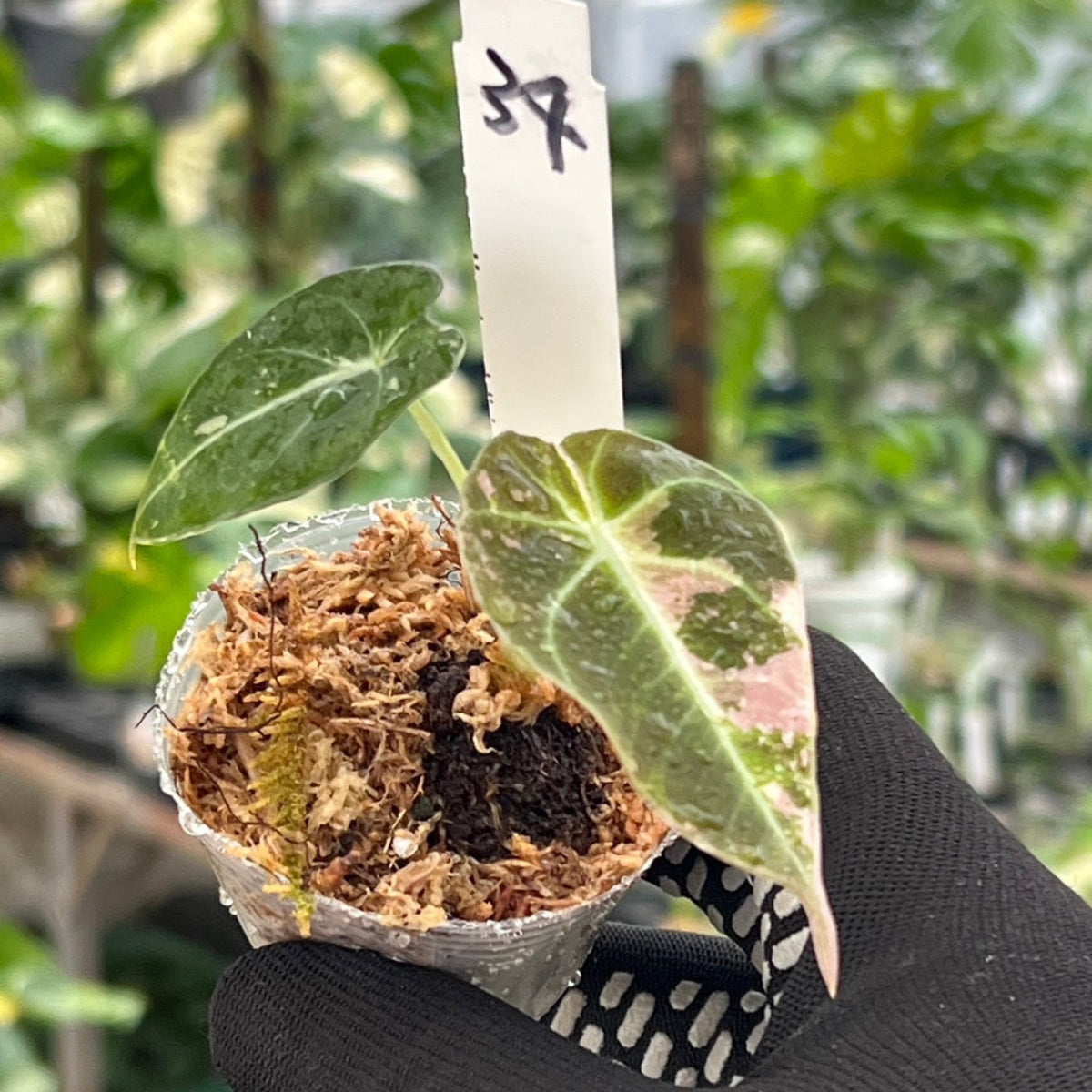 【追加セール】アロカシア・レギヌラ  'ブラックベルベット'  ピンク斑入り　2号サイズ