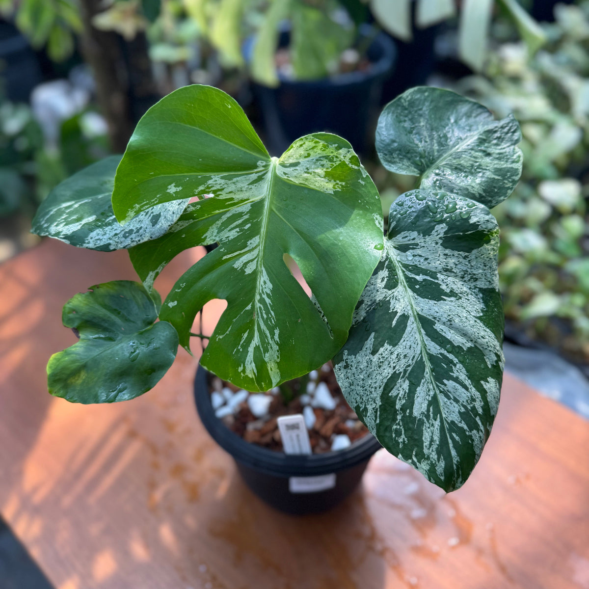 希少 モンステラ バルバソウ ベトシオーサ 希少/コレクション】モンステラ・デリシオーサ 'ベトシオーサ' TC苗順