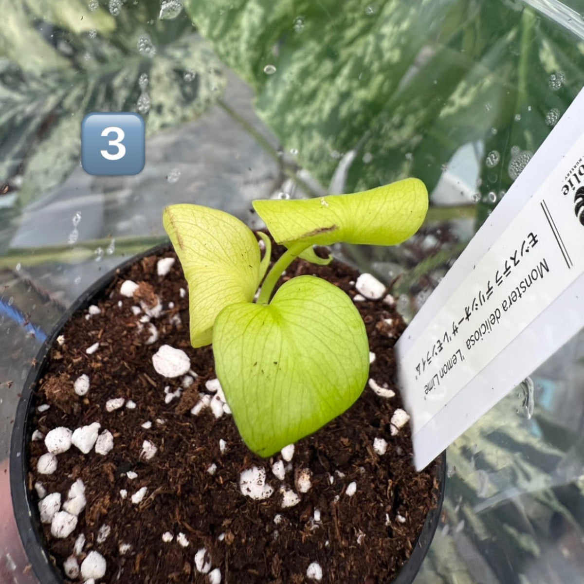 60%OFF【希少/選抜】モンステラ　デリシオーサ 'レモンライム'