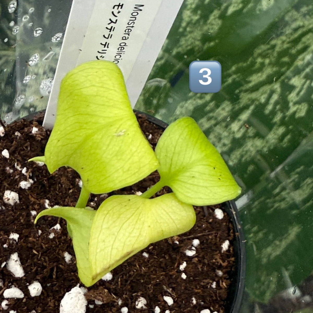 60%OFF【希少/選抜】モンステラ　デリシオーサ 'レモンライム'