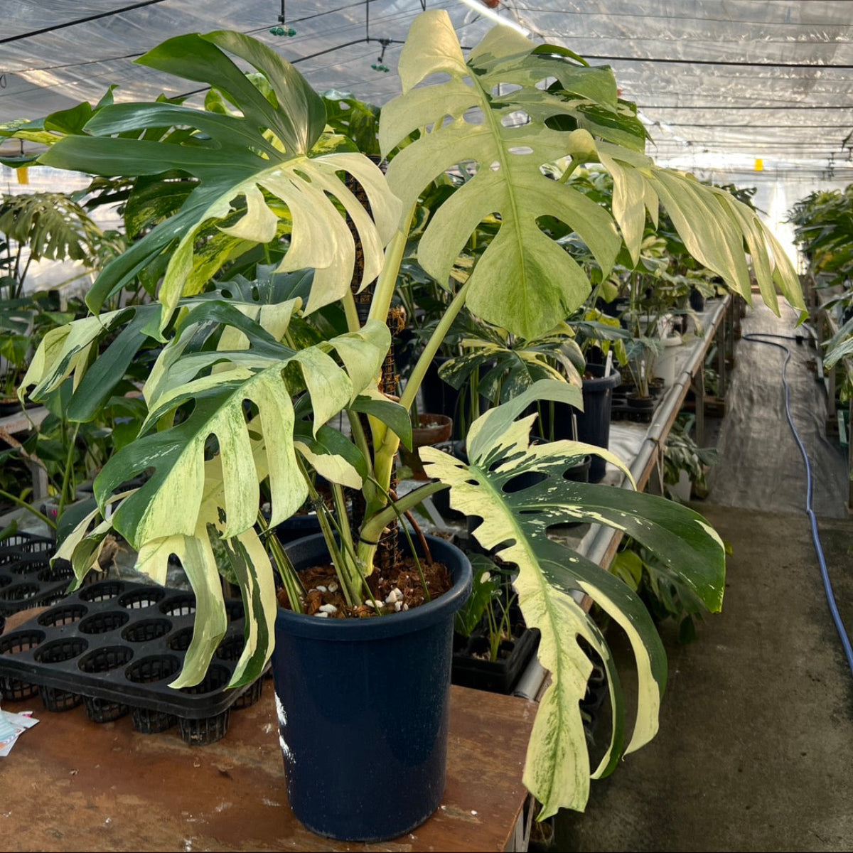 モンステラ Monstera – RARE PLANTS JAPAN (レアプランツジャパン)