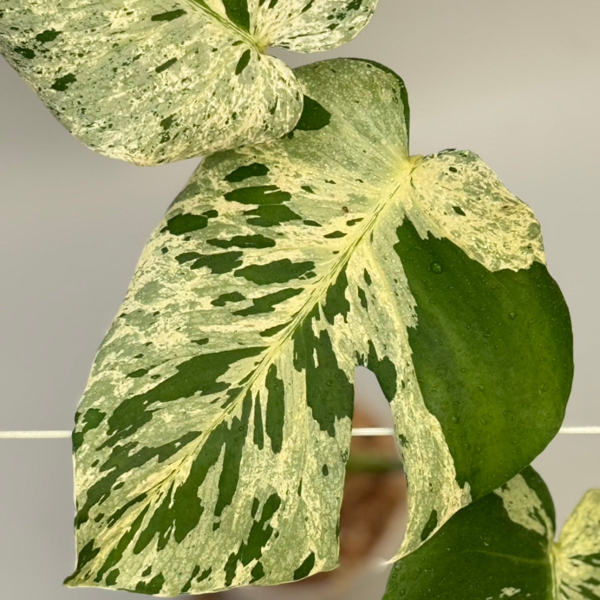 【タイナーセリー直売】 022番　モンステラ・デリシオーサ 'バルバソー'【送料着払い】