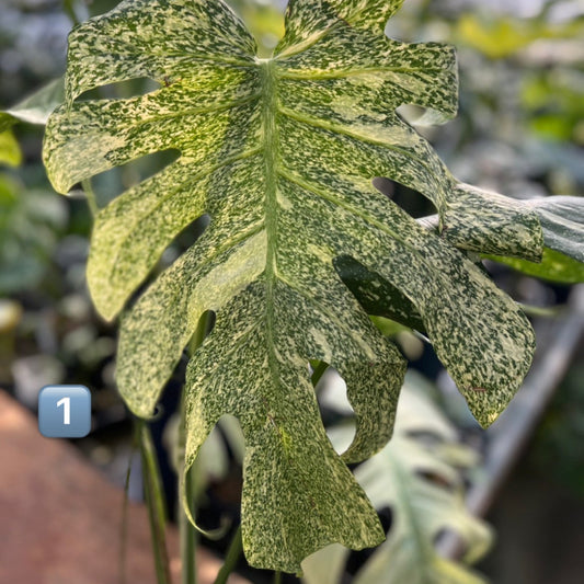 【希少】モンステラ・デリシオーサ　'タイコンステレーション【スターライト】'