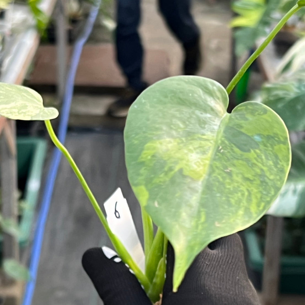モンステラ・デリシオーサ 'イエローマリリン' 2号 – RARE PLANTS