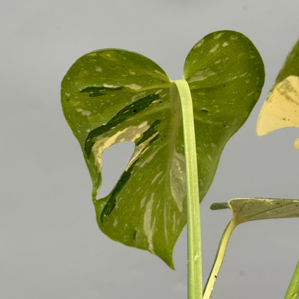 予約販売6-384】モンステラ デリシオーサ 'メデューサ' – RARE PLANTS