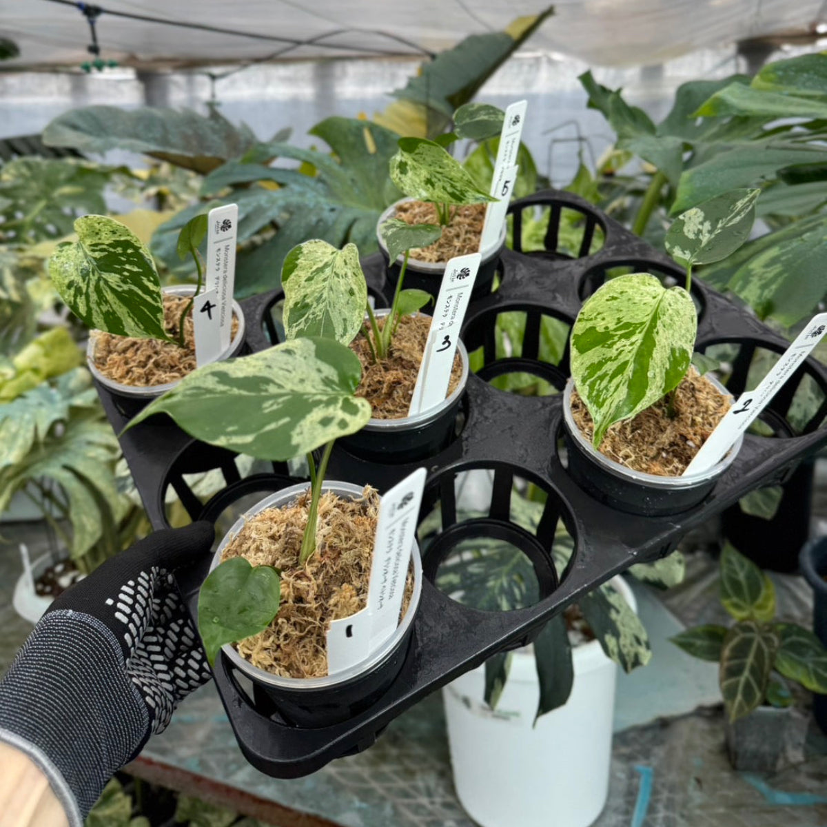 【希少/コレクション】モンステラ・デリシオーサ 'ベトシオーサ' TC苗順化済み