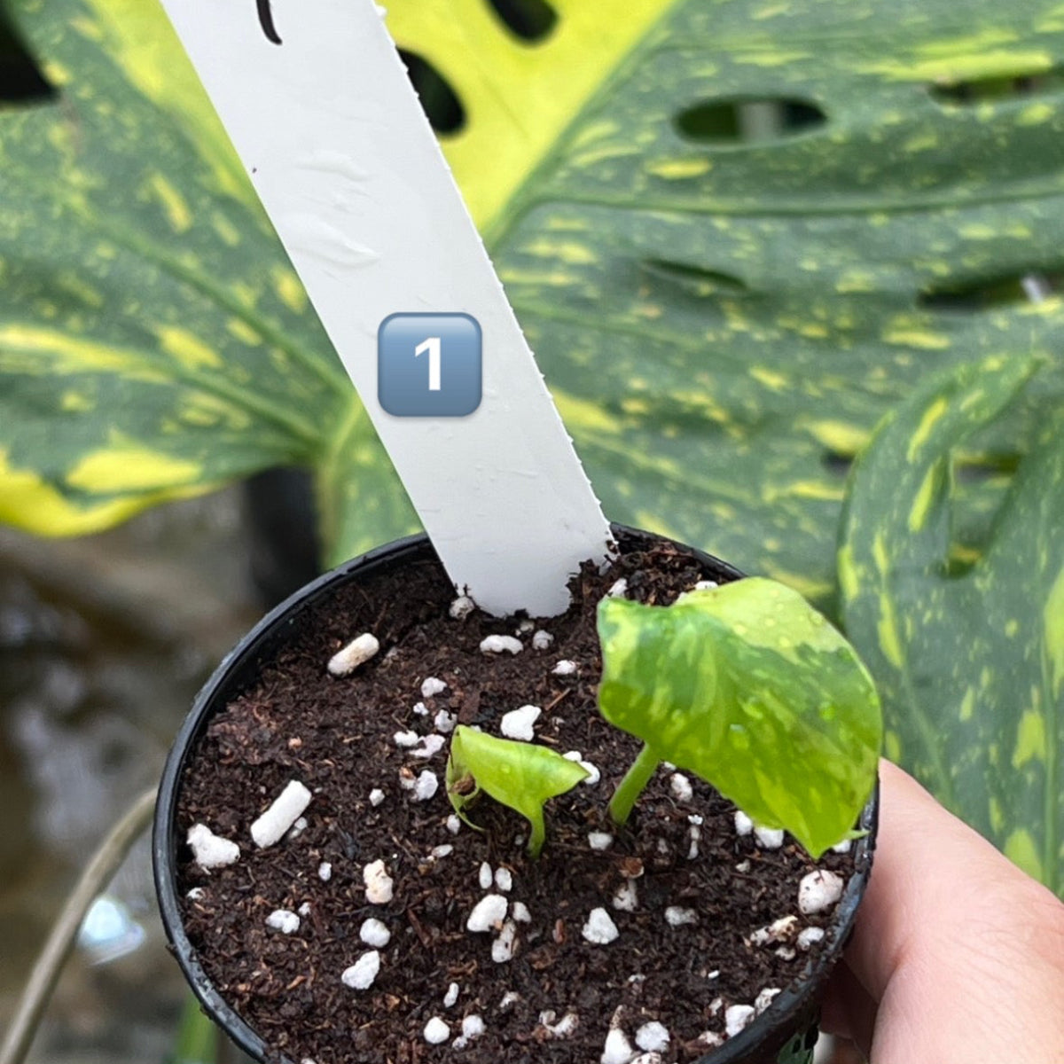 希少】モンステラ デリシオーサ 'エレクトロライト' TC順化済み – RARE