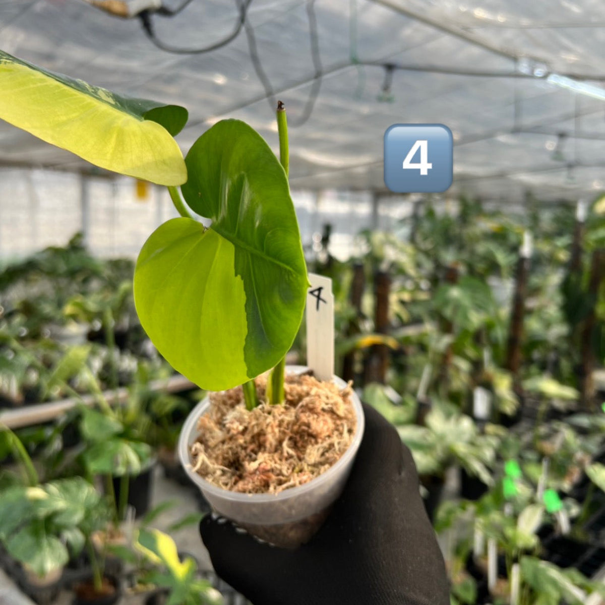 【初出品/コレクション】モンステラ デリシオーサ 'ポンポン'