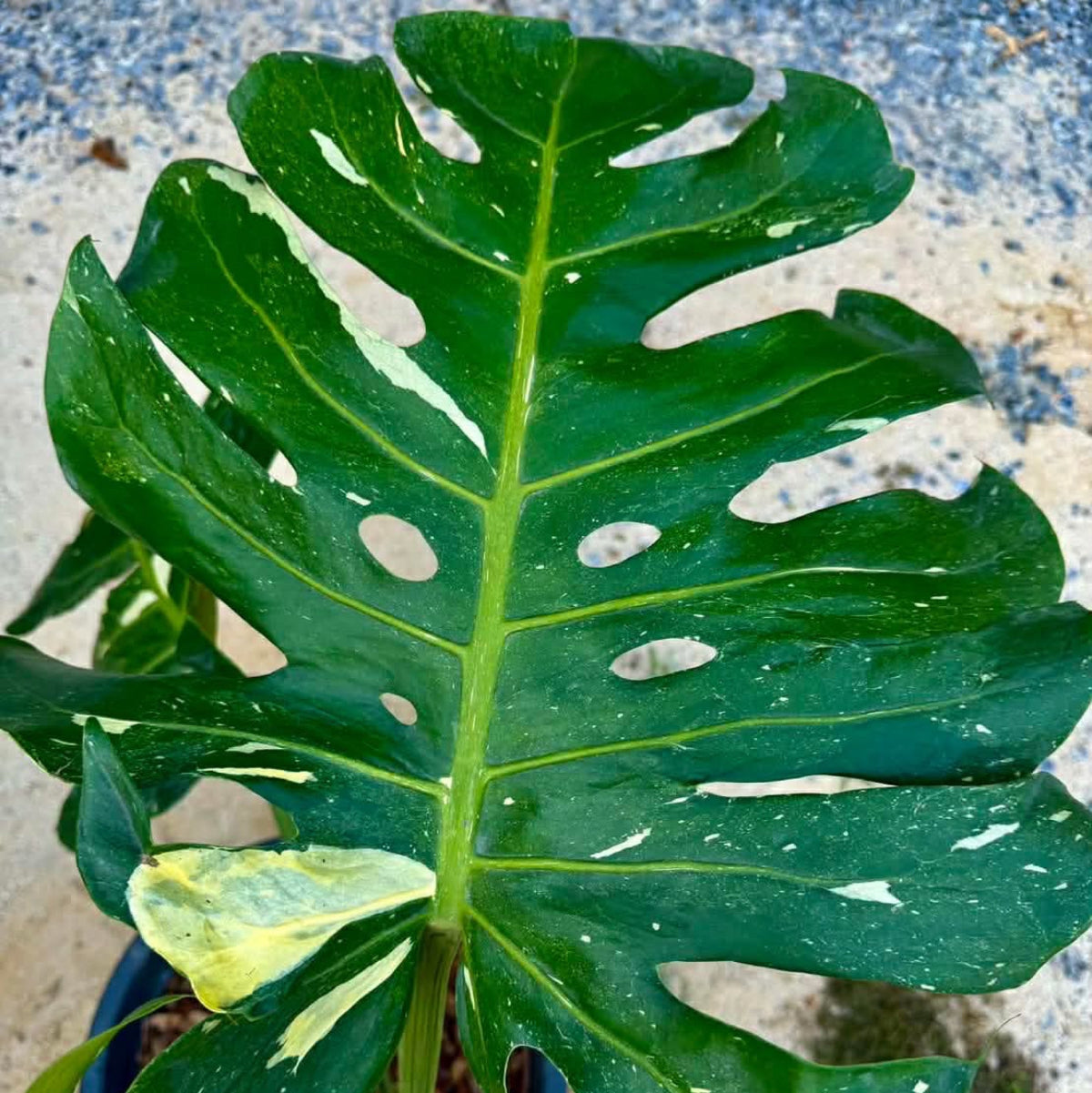 【Live販売】 53番　モンステラ・デリシオーサ NOID『009』