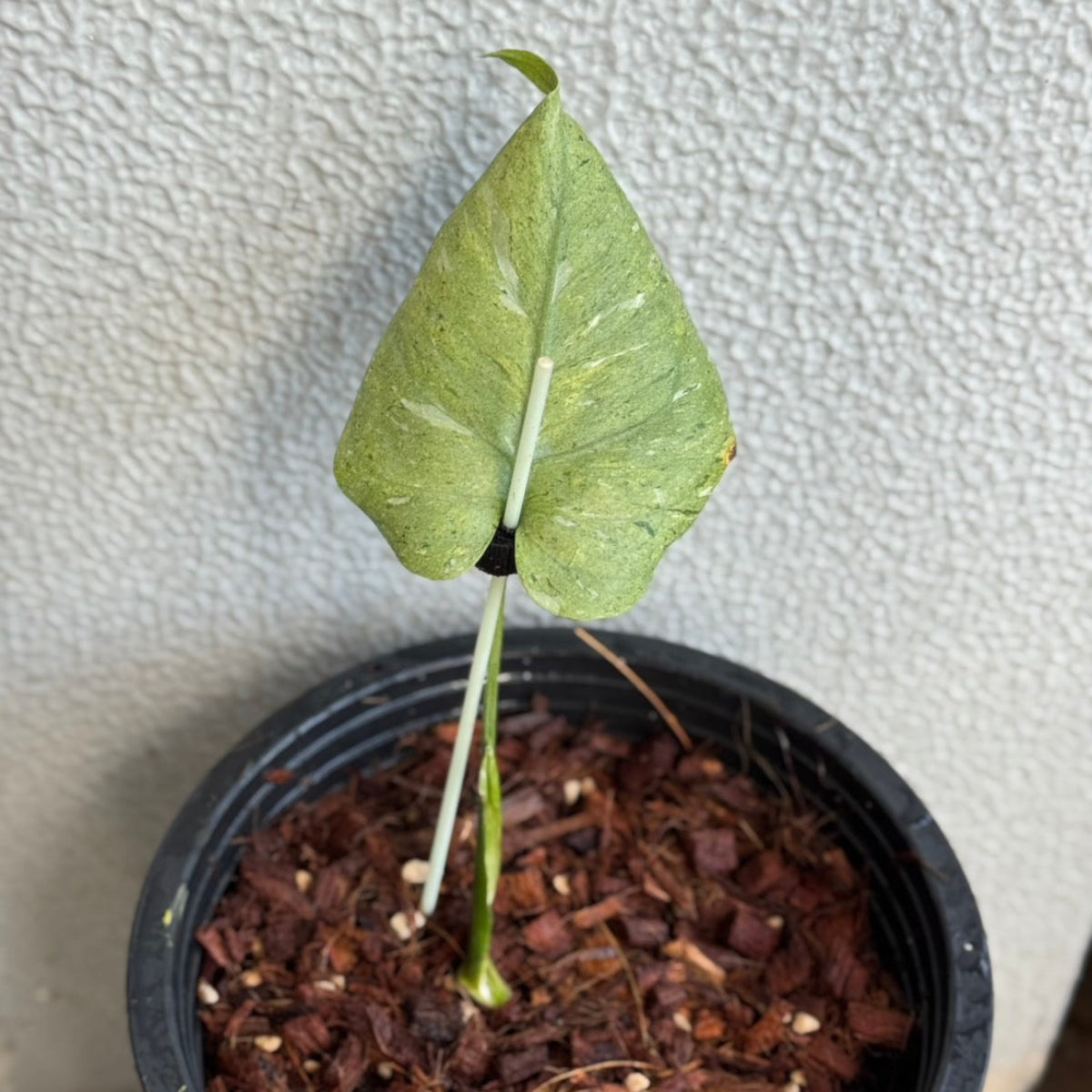 予約販売7-414】モンステラ デリシオーサ 'フルミント' – RARE PLANTS
