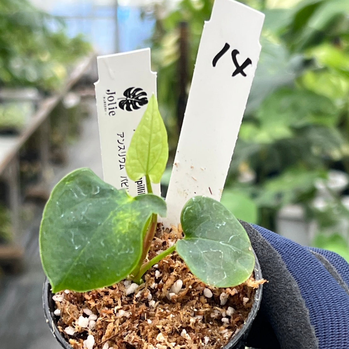 【希少株】アンスリウム  PAP x RL  斑入り未確認