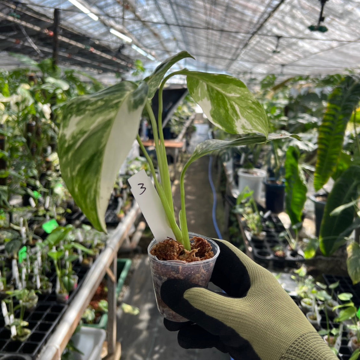 モンステラ・レクレリアナ バリエガータ 斑入り 2号