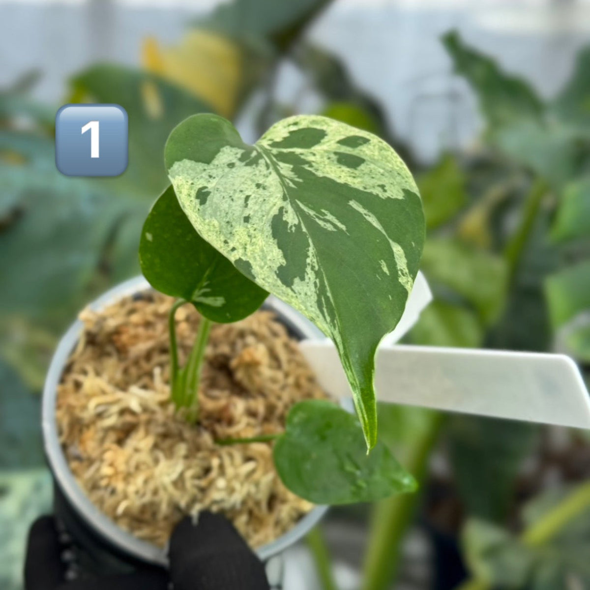 【希少/コレクション】モンステラ・デリシオーサ 'ベトシオーサ' TC苗順化済み