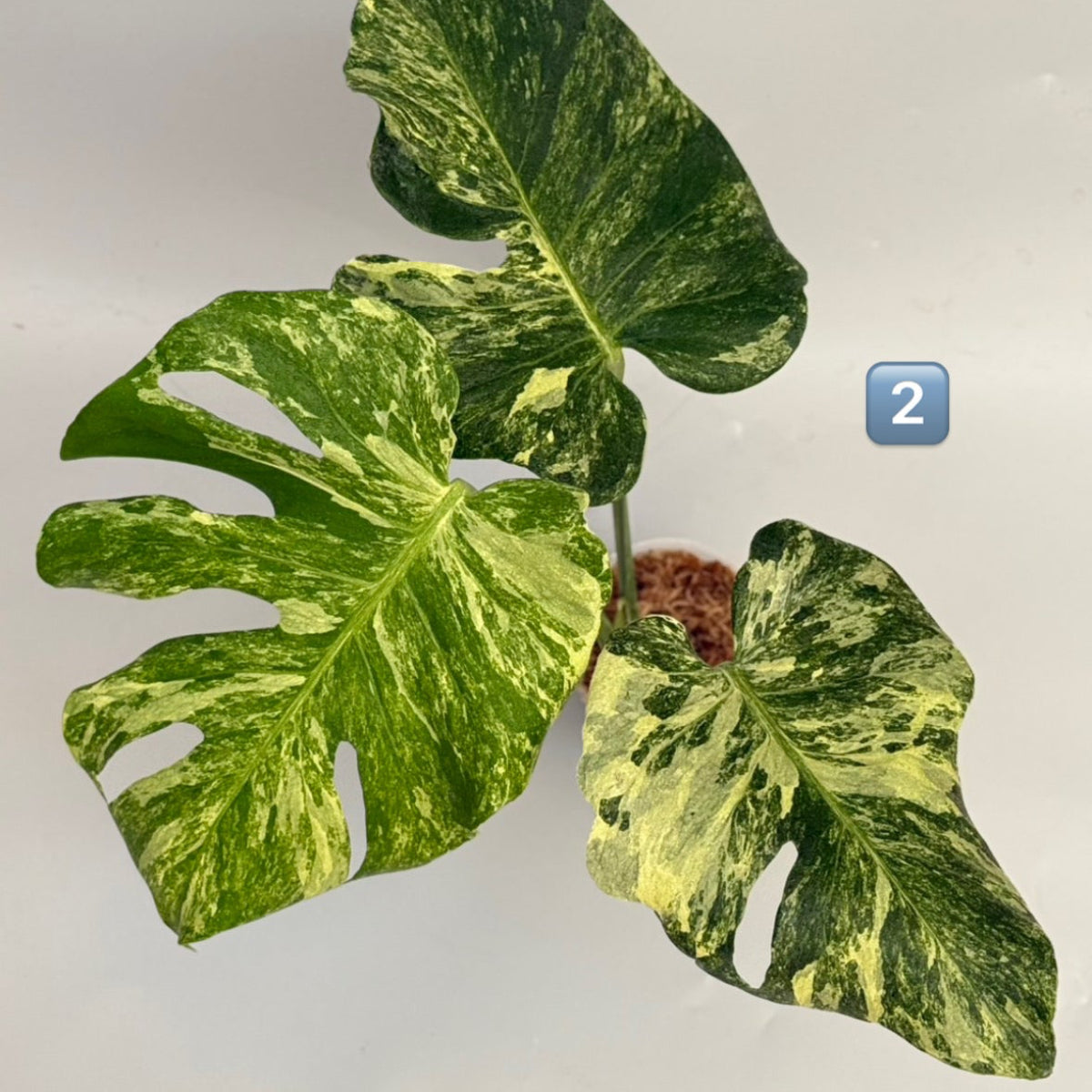 【タイナーセリー直売】 023番　モンステラ・デリシオーサ 'オーシャンミント' 【送料着払い】