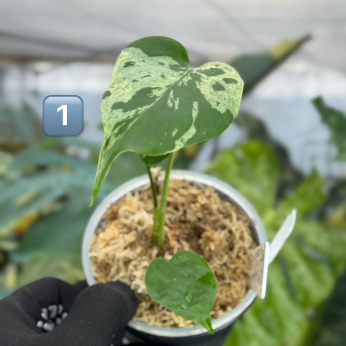 【希少/コレクション】モンステラ・デリシオーサ 'ベトシオーサ' TC苗順化済み