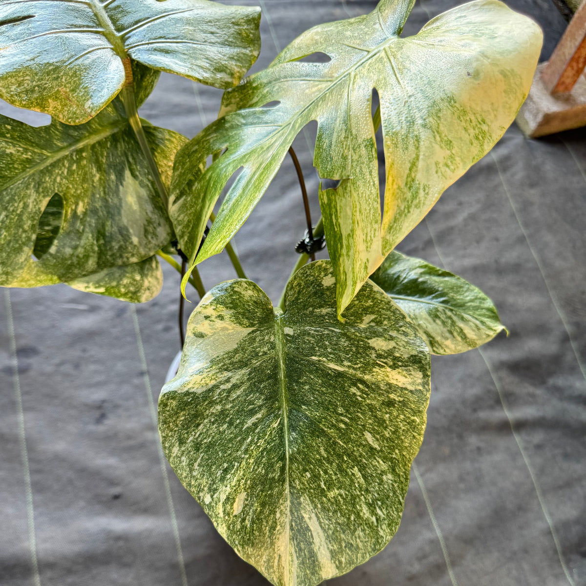 モンステラ デリシオーサ レガシー Legacy コレクション】モンステラ デリシオーサ 'タイコンステ