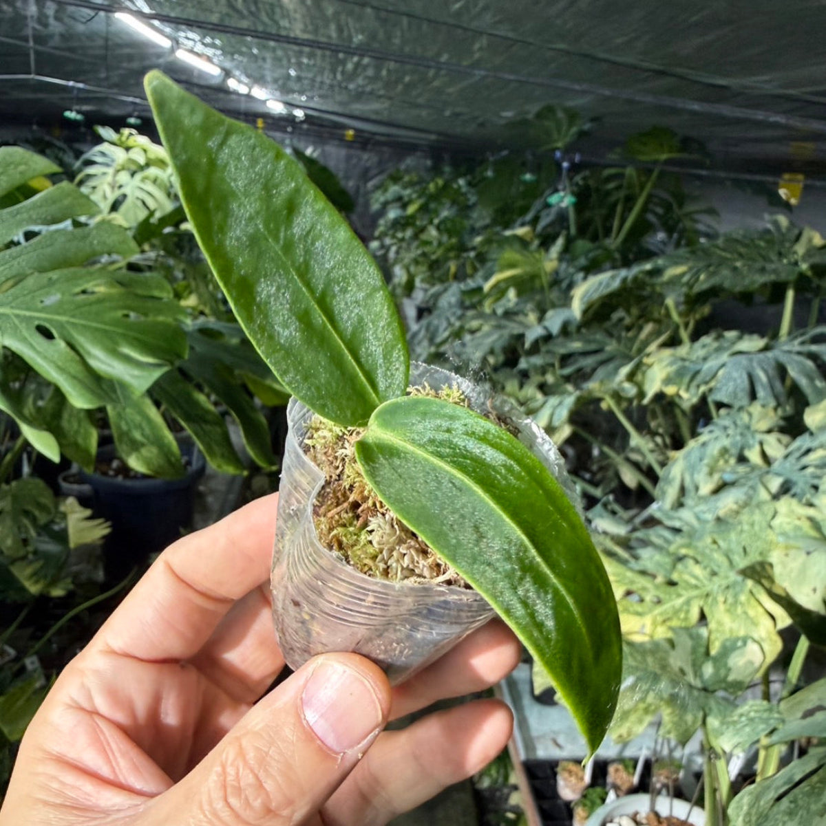 【再入荷】アンスリウム　ワロクアナム　2号ポリポット