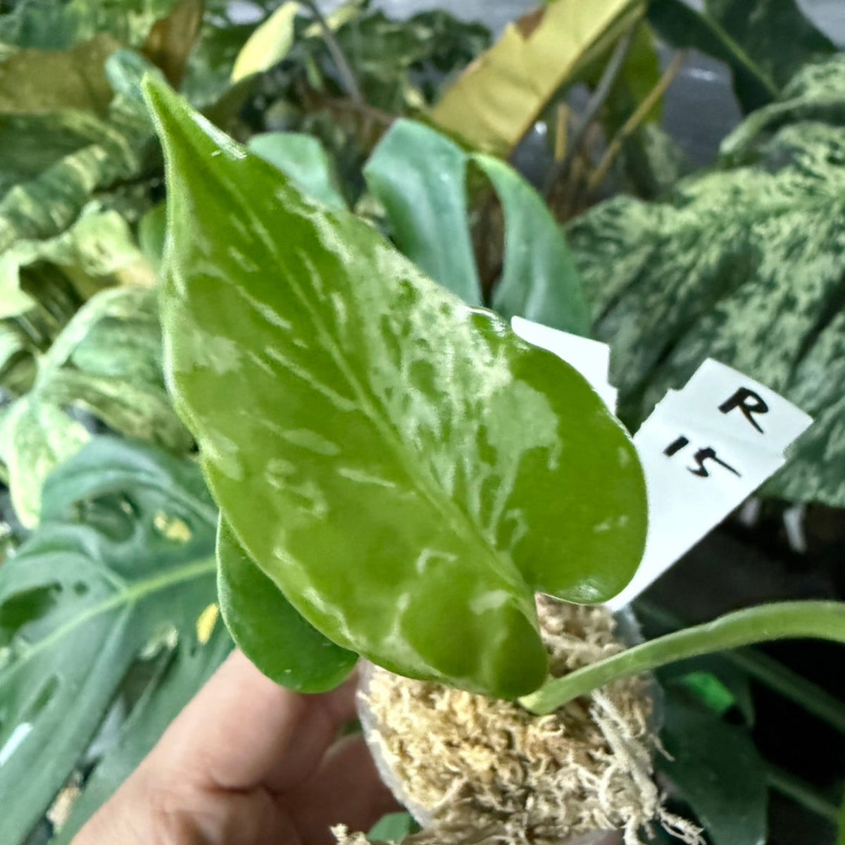 【選抜/コレクション】モンステラ・デリシオーサ 'ベトシオーサ'2号サイズ